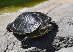Trachemys scripta elegans