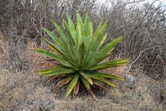 Agave lyobaa