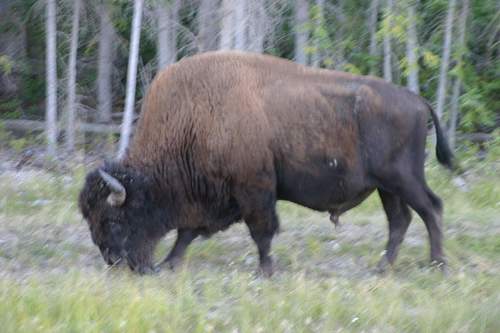 Wood Bison