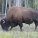 Bisonte Americano de Bosque - Photo (c) Ian McCutcheon, algunos derechos reservados (CC BY-NC), uploaded by Ian McCutcheon