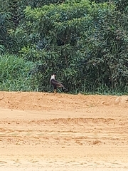 Caracara plancus
