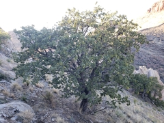 Quercus chihuahuensis