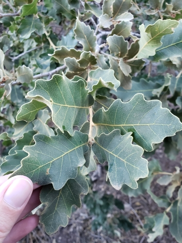 Chihuahuan oak