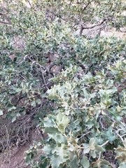 Quercus chihuahuensis