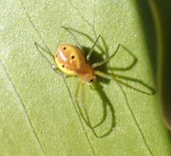 Hypsosinga holzapfelae