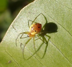 Hypsosinga holzapfelae