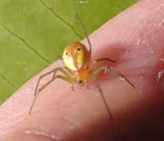 Hypsosinga holzapfelae