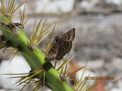 Ephyriades brunnea