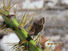 Ephyriades brunnea