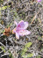 Rhododendron farrerae