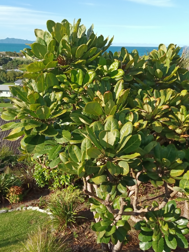 Pukanui from Waipu, New Zealand on February 21, 2021 at 06:17 PM by ...