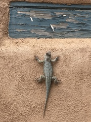 Sceloporus clarkii clarkii