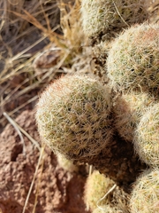 Escobaria chihuahuensis