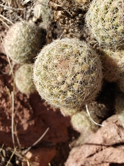 Escobaria chihuahuensis