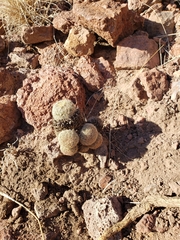 Escobaria chihuahuensis