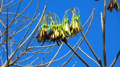 Gyrocarpus jatrophifolius