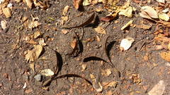 Gyrocarpus jatrophifolius