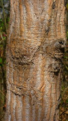 Gyrocarpus jatrophifolius