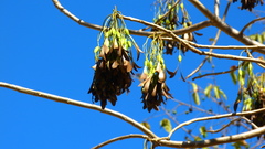 Gyrocarpus jatrophifolius