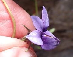 Monopsis simplex