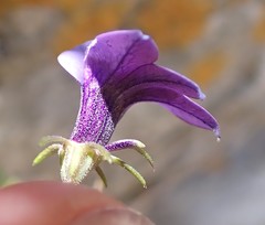 Monopsis simplex