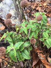 Monarda stipitatoglandulosa