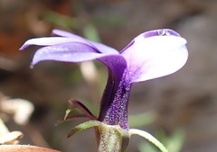 Monopsis simplex