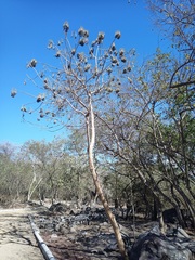 Gyrocarpus jatrophifolius