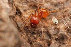 Pheidole hyatti