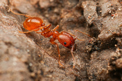 Pheidole hyatti