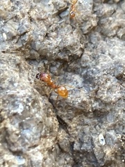 Pheidole hyatti