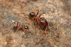 Pheidole obtusospinosa