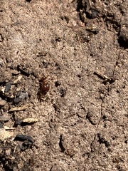 Pheidole obtusospinosa