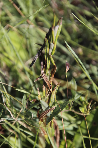Image of Asclepias humilis by (c) Tony Rebelo, some rights reserved (CC BY-SA)