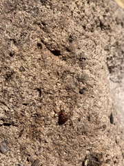 Pheidole obtusospinosa