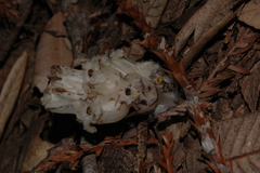 Pityopus californicus