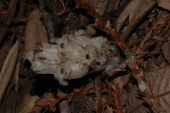 Pityopus californicus