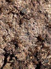 Pheidole obtusospinosa