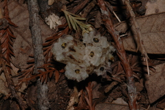 Pityopus californicus