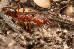 Odontomachus clarus