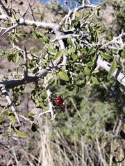 Condalia correllii