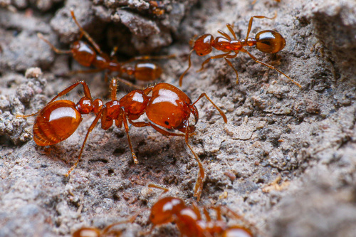 Solenopsis amblychila Wheeler, 1915