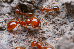 Solenopsis amblychila