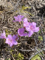 Rhododendron farrerae