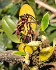 Bulbophyllum fuscopurpureum