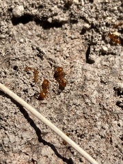 Solenopsis amblychila