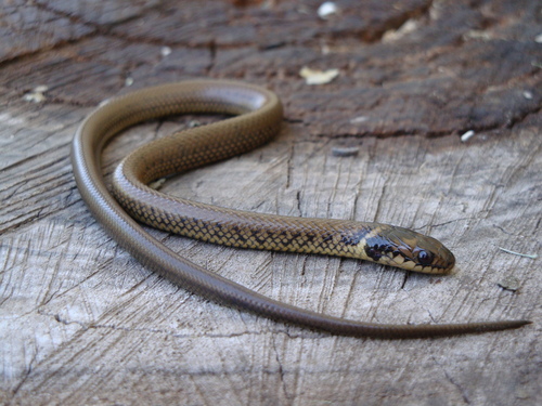 Photo of a Golden Liophis (Erythrolamprus semiaureus)