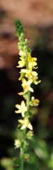 Agrimonia bracteata
