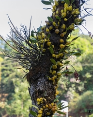Bulbophyllum fuscopurpureum