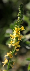 Agrimonia bracteata